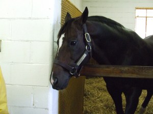 secfest2008-146 Pulpit, winner of the '97 Bluegrass Stakes, sire of multiple stakes winners as well as a very pretty pony!
