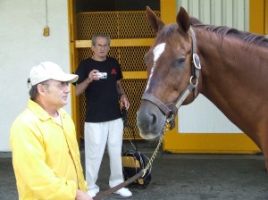 secfest2008-161 Handsome Horse Chestnut